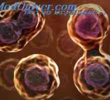 Regulacija stanične diobe. Diferencijacija stanica u tkivu