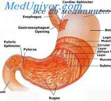 Procjena cirkulacije otpor uteroplacentalnu. Računalno modeliranje u utero-posteljice cirkulacije