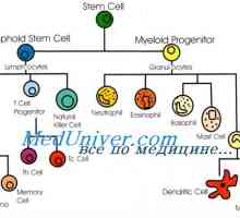 Procjena T stanica immunniteta dijete. Test za funkciju T stanica