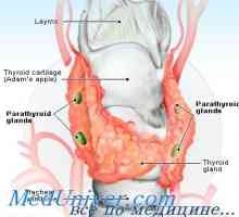 Ljudska paratiroidne žlijezde. Razmjena kalcija i fosfora u tijelu
