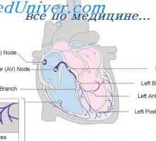 Utjecaj vagus živca na srce. Suosjećajan regulacija srca