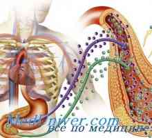 Dišni sustav, probavni sustav u dijabetes. Dijabetes hemokromatoza