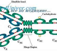 Lakih lanaca imunoglobulina. organizacija imunoglobulina