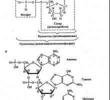 Glavne kemijske sastavnice živih organizama. lipidi