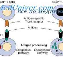 Značajke suradnje imunološke stanice. Humoralni faktor protutijela