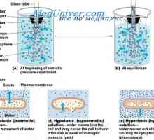 Volumen i osmolarnost tjelesnih tekućina u patologiju. Učinci infuzijom natrijeva klorida