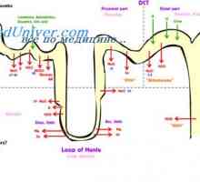 Ciklus jajnika. Folikularne faze ciklusa jajnika