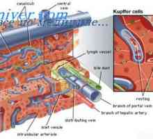 Vaskularni sustav jetre. Depot krvi u jetri