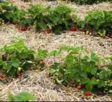 Priprema tla i gnojidbe prije sadnje sadnica jagoda