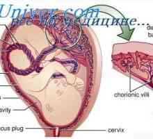 Razvoj fetusa organa. Faze razvoja organa embrija