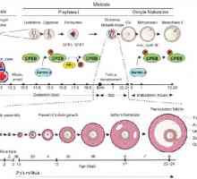 Polaritet jajne stanice. citoplazmatski reorganizacija