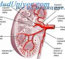 Vazodilatatorni i hipoksiji teorija regulacije protoka krvi u organima i tkivima