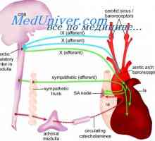 Utjecaj hipoksije na arterijski tlak. Atrijske refleksi regulira tlak