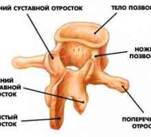 Poprečni i spinoznoga procesi kralježaka