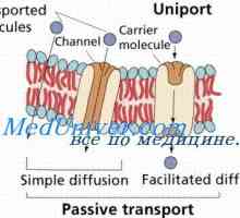Proteina stanica kanala. Gating mehanizam protein kanala