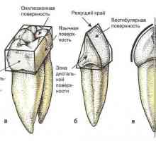 Zub površina zuba formula