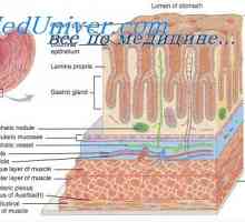 Izlučivanje elektrolita i vode u gastrointestinalnom traktu. Fiziologija sluznicu probavnog trakta