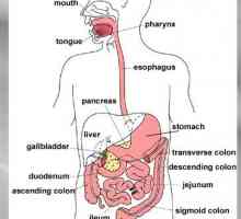 Sekrecija u debelo crijevo. Hidroliza nutrijenata