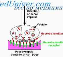 Neuroni olakšanje. Funkcija dendrita