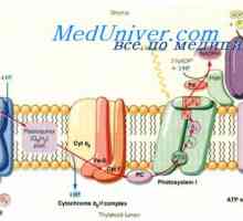 Bazalnog metabolizma. Mehanizmi koji reguliraju BMR