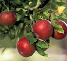 Stanjivanje jajnici imaju slaboroslyh jabuka