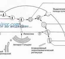 Lizosomi i peroksisom. stanica mitohondriji