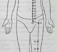 Mjesto i anatomija tijela bodova za aromaterapiju. želudac Meridian