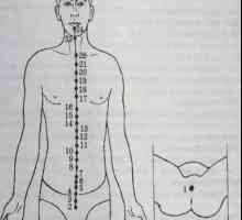 Mjesto i anatomija tijela bodova za aromaterapiju. Zadnesredinny Meridian du svibnja