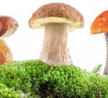 Da li gljive smiju na čir na želucu?