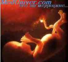 Embrio lubanje. Formiranje fetusa lubanje