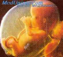 Razvoj glave embrija. Mehanizmi razvoja glave embrija