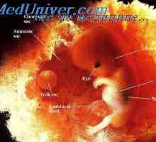 Razvoj ljudskih embrija. Proučavanje embrija i fetusa