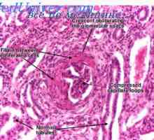 Razvoj mezenhimu tkiva pluća. Razvoj embrija serozne membrane
