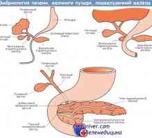 Rotacija fetalne jetre. Embrionalni razvoj gušterače