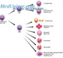 Regulacija proliferacije matičnih stanica. Svojstva matičnih stanica