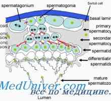 Regulacija spermatogeneze. Čimbenici koji utječu na stvaranje spermatozoida