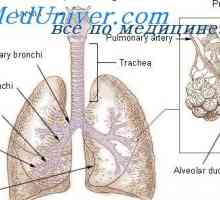 Regulacija respiratornog čina inhalacijom. Utjecaj aparat za disanje