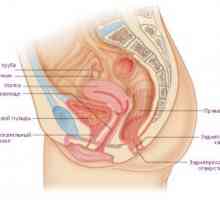 Ženski reproduktivni sustav: embriologiju, anatomija, organi