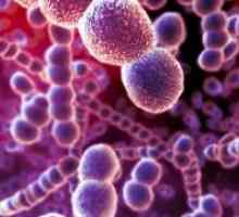 Rikecije i rikketsiopodobnye mikroorganizama: vrsta, bolesti, patogeni