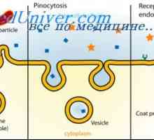 Karakteristike stanica. Endocitoza i pinocitozu