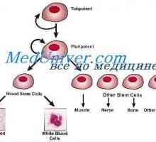 Samo-obnavljanje matičnih stanica. Je proliferativna Sposobnost matičnih stanica