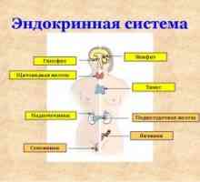 Samoregulacija endokrinog sustava