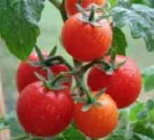 Rajčica Uzgoj za preranost, druzhnost zrenja i hladnom otpora