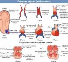 Kardiovaskularni sustav embrija. Razvoj fetusa srca