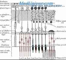 Retin-A. Struktura i anatomija mrežnice