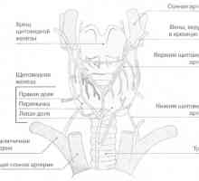 Tiroidnih žlijezdama i paratiroidnih