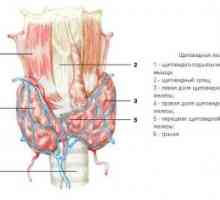 Štitnjača, embriologija, anatomija i histologija