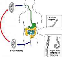 Kako pinworms žive u ljudskom tijelu, životni ciklus razvoja