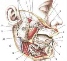Žlijezda slinovnica, imunološki zaštita usne šupljine