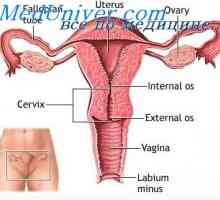 Fiziologija ženskih spolnih organa. Ženska hormonalni sustav
